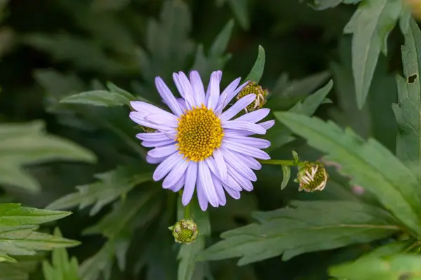 stock image Flower of a Kalimeris lautureana plant, from Asia. 