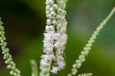 Cimicifuga japonica adında bir Japon böceğinin enfeksiyonu.