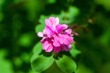 Çalı lespedezası çiçeği, Lespedeza iki renkli