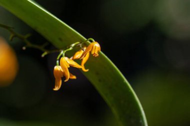 Orkide türünün çiçekleri Pleurothallis immersa