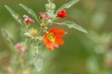 Kızıl bir küresel çiçeğin çiçeği, Sphaeralcea coccinea