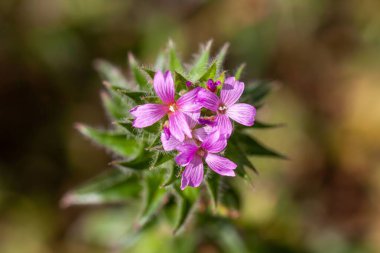 Flower of a willowherb, Epilobium densiflorum clipart