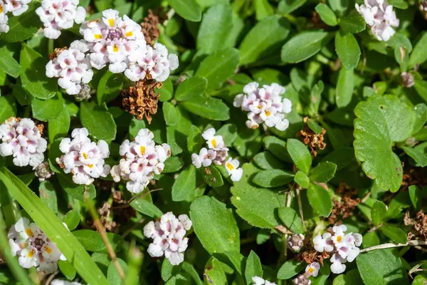 stock image Flowers and foliage of a Turkey Tangle Frogfruit plant, Phyla nodiflora