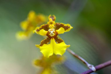 Orkide türünün çiçeği Oncidium sphacelatum
