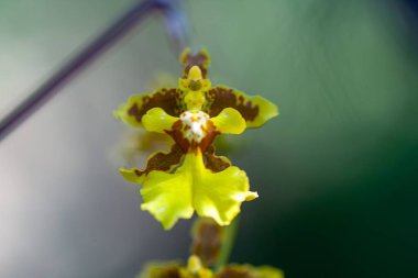 Orkide türünün çiçeği Oncidium sphacelatum