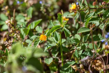 Ok yapraklı sida bitkisinin yaprakları ve çiçekleri, Sida rhombifolia