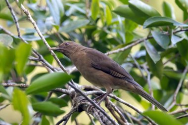Kosta Rika 'da kil renkli ardıç kuşu Turdus grayi. 