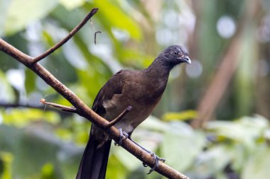 Gri başlı bir Chachalaca, Ortalis Cinereiceps, bir dalda. 
