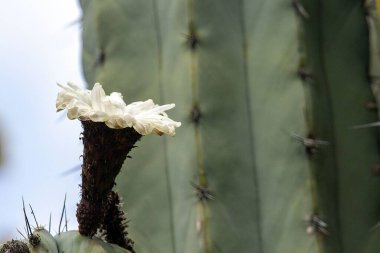 Flower of the columnar cactus plant Pachycereus weberi clipart