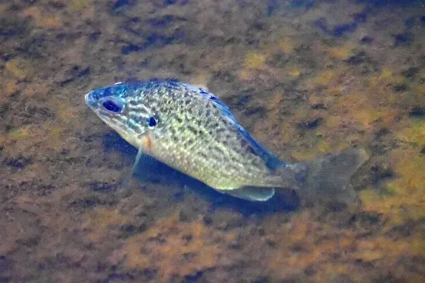 stock image A pumpkinseed, Lepomis gibbosus, in shallow water of a lake. 