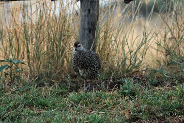 Clapperton's spurfowl, Pternistis clappertoni, in Southern Ethiopia.  clipart