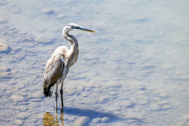 Kosta Rika 'da sığ bir nehirde büyük mavi balıkçıl, Ardea kahramanları.. 