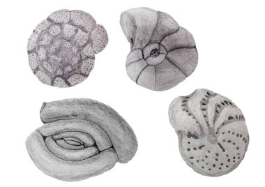 Set of hand drawn benthic foraminifera  clipart