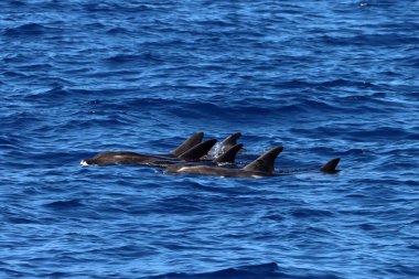 Group of rough toothed dolphins, Steno bredanensis, in the Atlantic Ocean, near Gran Canaria. clipart