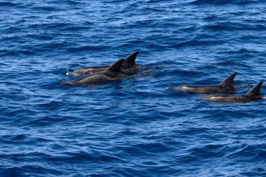 Gran Canaria yakınlarındaki Atlantik Okyanusu 'nda, pürüzlü dişli yunuslar grubu, Steno bredanensis.