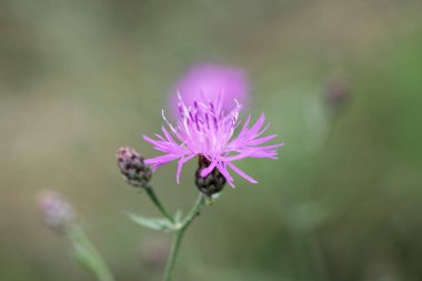 Benekli bir knapweed 'in çiçeği, Centaurea stoebe 