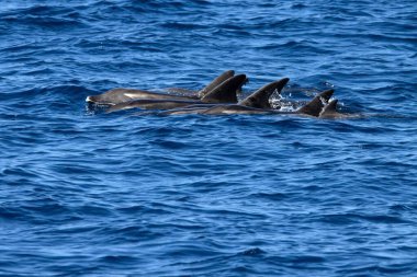 Gran Canaria yakınlarındaki Atlantik Okyanusu 'nda, pürüzlü dişli yunuslar grubu, Steno bredanensis.