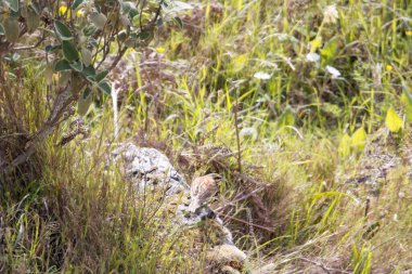 Çember şeklinde bir Emberiza sirki, Korfu, Yunanistan