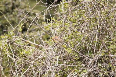 Çember şeklinde bir Emberiza sirki, Korfu, Yunanistan