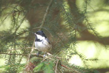 A coal tit, Periparus ater, in a forest tree. 