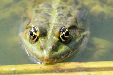 Portrait of an edible frog, Pelophylax kl esculentus, in a lake.   clipart