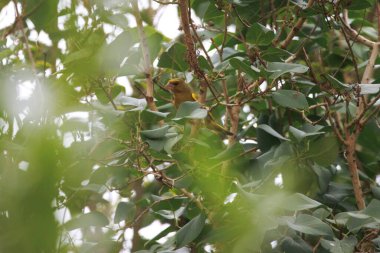 Bir yeşil ispinoz, kloris kloris, bir ağaçta