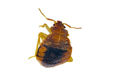 Yaygın bir yatak böceğinin makro fotoğrafı, Cimex lectularius