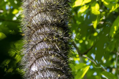 Trunk of a Astrocaryum standleyanum palm with spikes, Costa Rica.  clipart