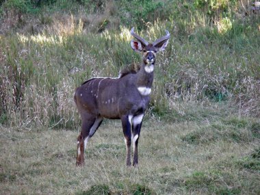 Mountain Nyala, Tragelaphus buxtoni, at the Bale Mountain National Park, Ethiopia.  clipart