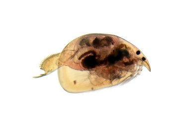 Su piresi Eurycerus lamellatus mikroskop altında ve beyaz arka planda. 
