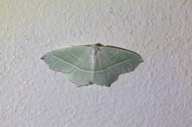 Beyaz bir duvarda beyaz bir zümrüt güve, Campaea margaritası.. 