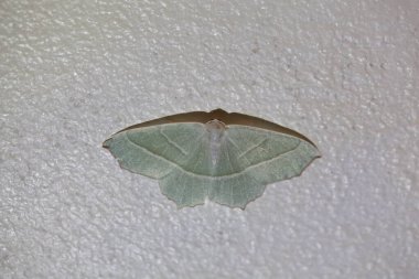 Beyaz bir duvarda beyaz bir zümrüt güve, Campaea margaritası.. 