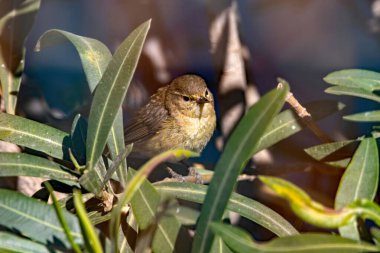 Kanarya Adaları Chiffchaff, Phylloscopus canariensis, bir çalılıkta, Gran Canaria.