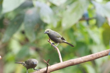 A palm tanager, Thraupis palmarum, on a branch, Costa Rica.  clipart