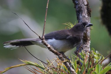 Kahverengi bir alakarga, Cyanocorax morio, Kosta Rika 'da bir ormanda. 