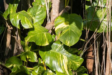 Çıyan dilinin yaprakları, Epipremnum pinnatum, bir ağacın üzerinde..  