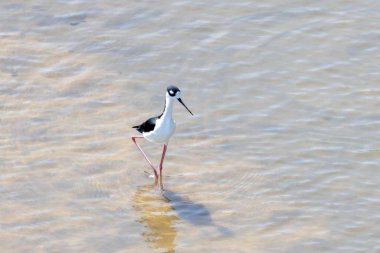 A black necked stilt, Himantopus mexicanus, in shallow water of a river, Costa Rica.  clipart