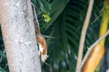 A variegated squirrel, Sciurus variegatoides, on a tree, Costa Rica.  clipart