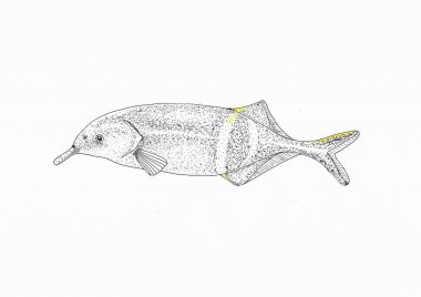 Fil burunlu balığın el yapımı mürekkep çizimi, Gnathonemus petersii