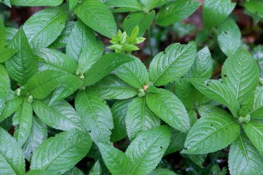 Köpeğin civa bitkilerinin yaprakları, Meriçalis Perennis, bir ormanda. 