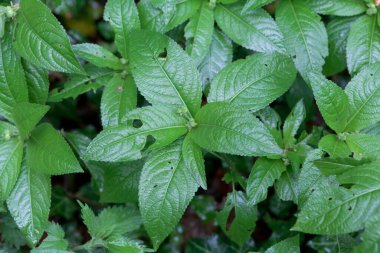 Köpeğin civa bitkilerinin yaprakları, Meriçalis Perennis, bir ormanda. 