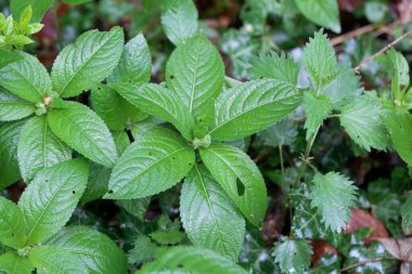 Köpeğin civa bitkilerinin yaprakları, Meriçalis Perennis, bir ormanda. 
