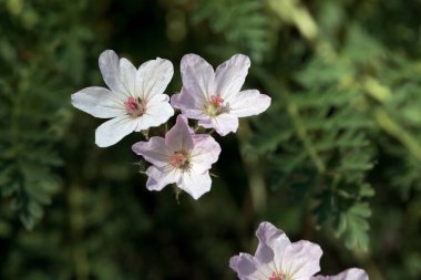 Erodyum Absinthoides bitkisinin çiçekleri. 
