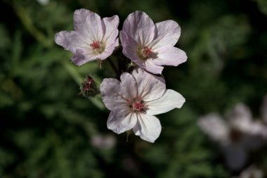 Erodyum Absinthoides bitkisinin çiçekleri. 