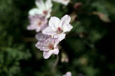 Erodyum Absinthoides bitkisinin çiçekleri. 