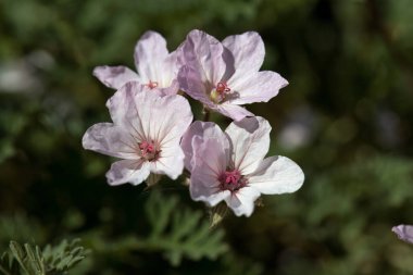 Erodyum Absinthoides bitkisinin çiçekleri. 