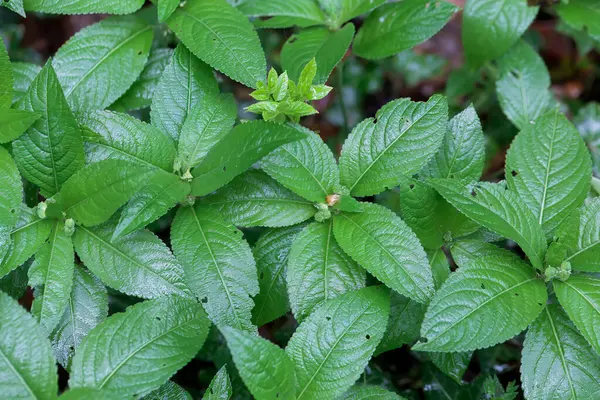 Köpeğin civa bitkilerinin yaprakları, Meriçalis Perennis, bir ormanda. 