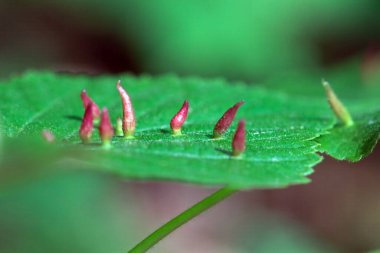 Limonlu tırnak taşlarının makro fotoğrafı, Eriophyes tiliae, bir yaprağın üzerinde.