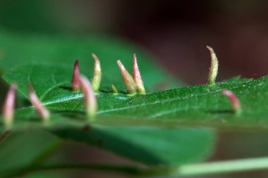 Limonlu tırnak taşlarının makro fotoğrafı, Eriophyes tiliae, bir yaprağın üzerinde.