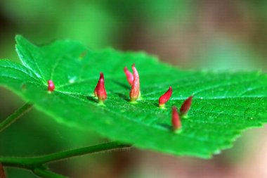 Limonlu tırnak taşlarının makro fotoğrafı, Eriophyes tiliae, bir yaprağın üzerinde.